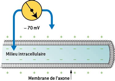 La Physiologie Nerveuse Digischool