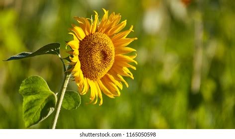 Male Flowers Weeping Willow Salix Babylonica Stock Photo