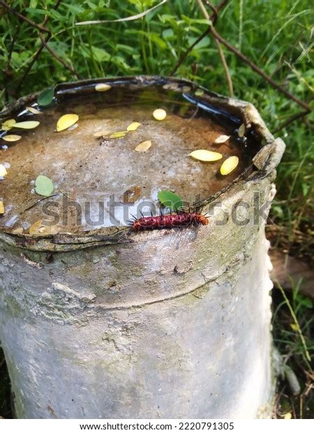 Caterpillar spikes : 1 421 images, photos et images vectorielles de stock | Shutterstock