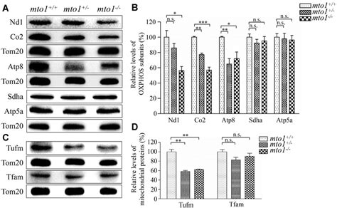 Western Blotting Analysis Of Mitochondrial Proteins A C Twenty