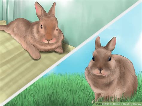 How To Raise A Healthy Bunny With Pictures Wikihow Pet