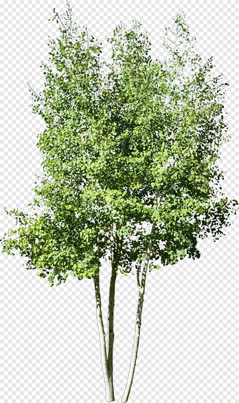 Graphy Tree Drawing Shrubs Branch Plant Stem Png PNGEgg