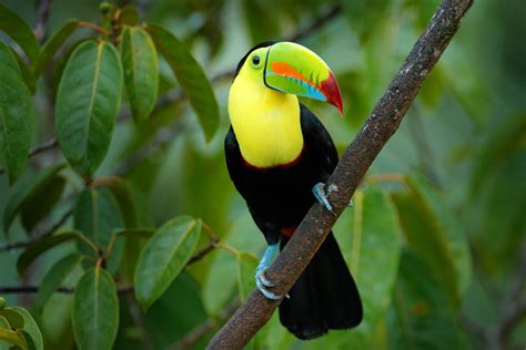 Pet Toucan’s Dramatic Reaction to Mom’s Black Nail Polish Is Just Too ...