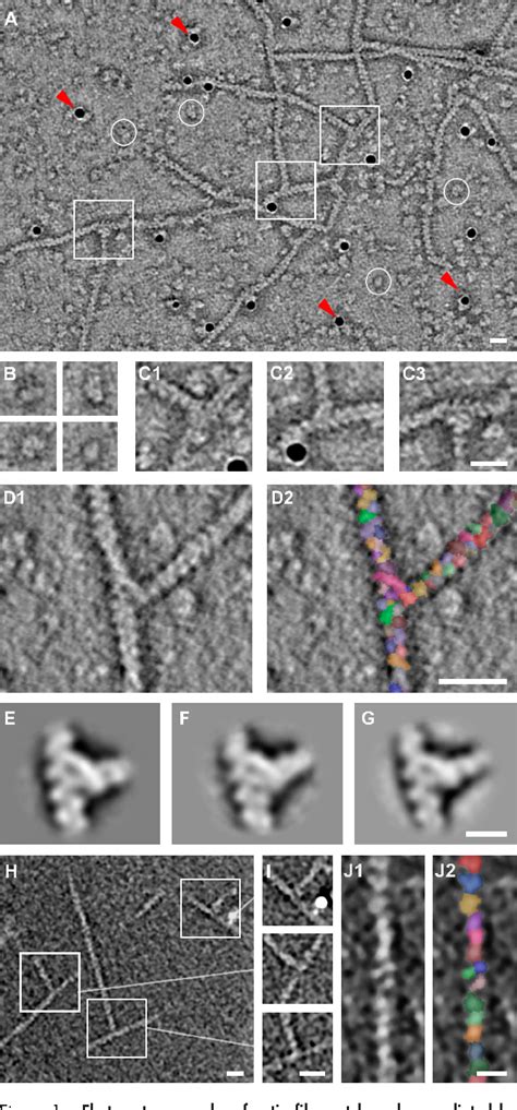 Figure 1 From The Structural Basis Of Actin Filament Branching By The