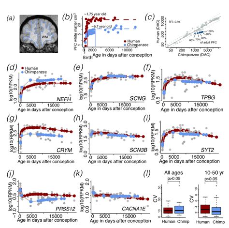 The Timetable Of Prefrontal Cortex White Matter Wm Growth And