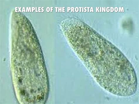 Protista Kingdom And Fungi Kingdom by brettd_russell