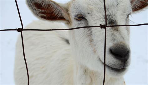 6 Tips to Prepare Your Goats for Winter - Hobby Farms