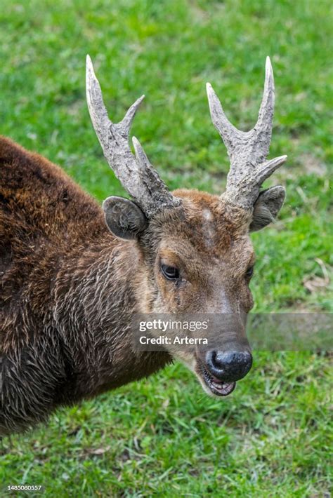 Visayan spotted deer. Visayan deer. Philippine spotted deer. Prince... News Photo - Getty Images