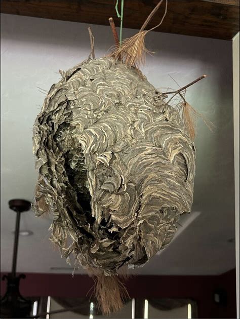 Bald Face Hornet Nest Ebay