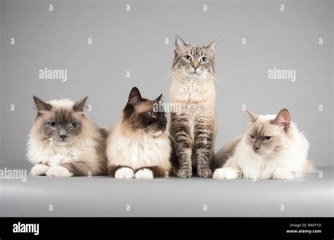 Domestic cats in the UK Stock Photo - Alamy