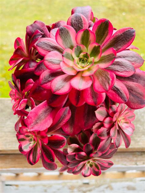 Variegated Rare Aeoniums Medusa Live Hybrid Succulents Please Etsy