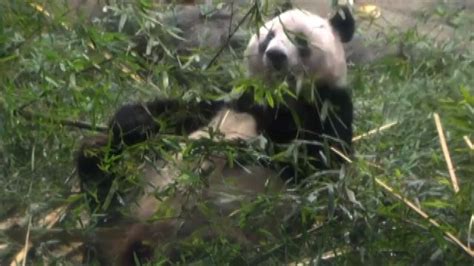 A Tokyo Folla Per Salutare Il Panda Xiang Xiang Che Va In Cina Video