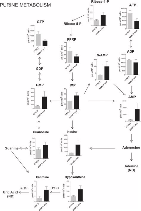 Altered Metabolites Of Purine Metabolism Schematic Representation Of Download Scientific