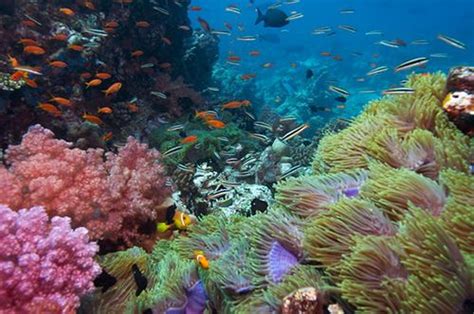 colourful coral reef underwater world great barrier reef hawaii