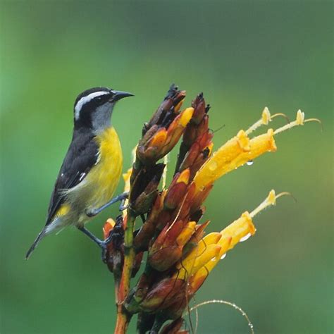 Amusing World 10 Of The Worlds Smallest Birds