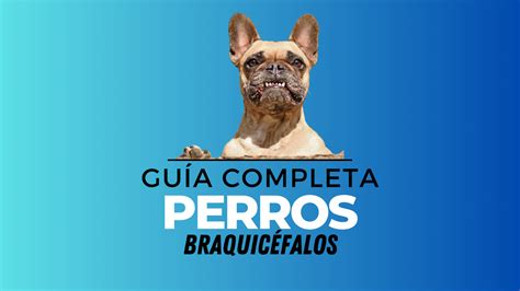 Perros braquicéfalos cuidados características y alimentación