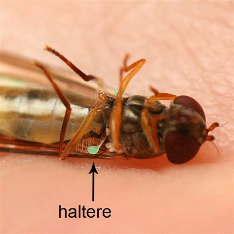 Diptera Halteres