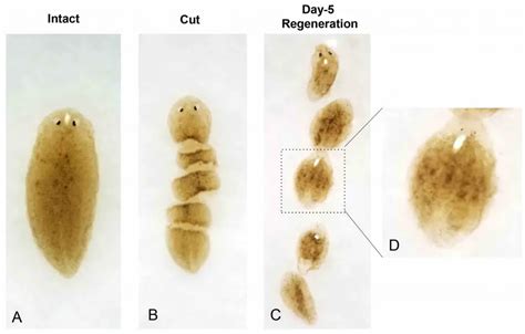 Planarian, the Master of Regeneration - the Science of Stem Cells and Genes