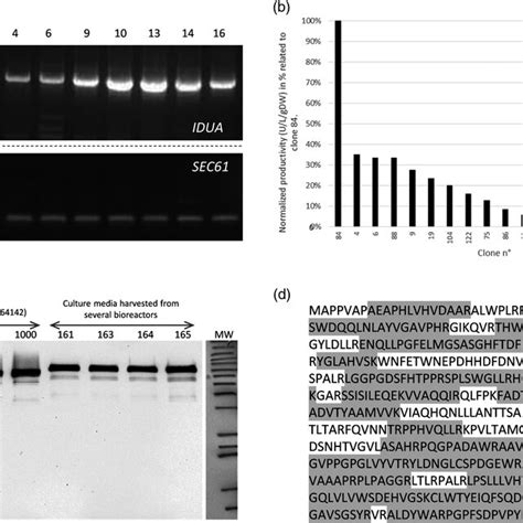 A Example Of Transgene Expression Detection By Rt‐pcr Top Gel Pcr