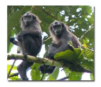 Indonesia's Endangered Primates