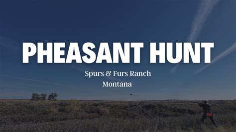 Opening Weekend Pheasant Hunt Spurs And Furs Ranch Montana YouTube