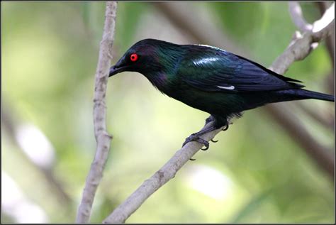 Metallic Starling Aplonis Metallica The Metallic Starling Flickr