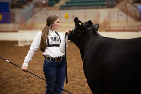 Livestock Shows Georgia Grown At The Fair