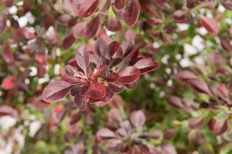 Berberis Thunb Atropurpurea 40 60 Cm Wortelgoed 3 5 Tak Struik