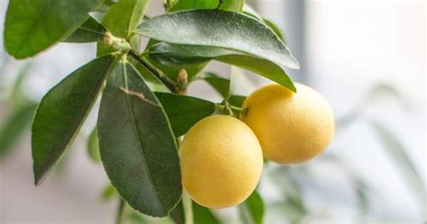 Come Coltivare I Limoni A Casa E Non Comprarli Mai Pi Trucchi Fatti