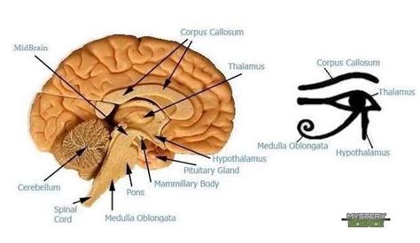 Similitudes Entre Las Partes Del Cerebro Humano Y El Ojo De Horus Ojo