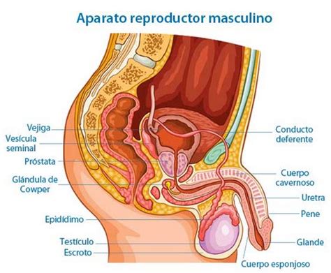 Anatomia Y Fisiologia Del Aparato Reproductor Masculino Compuesto Por