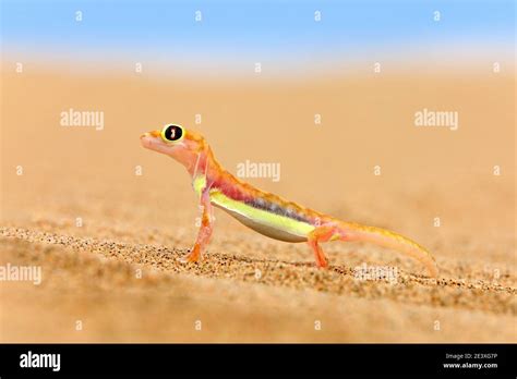 Gecko from Namib sand dune, Namibia. Pachydactylus rangei, Web-footed ...