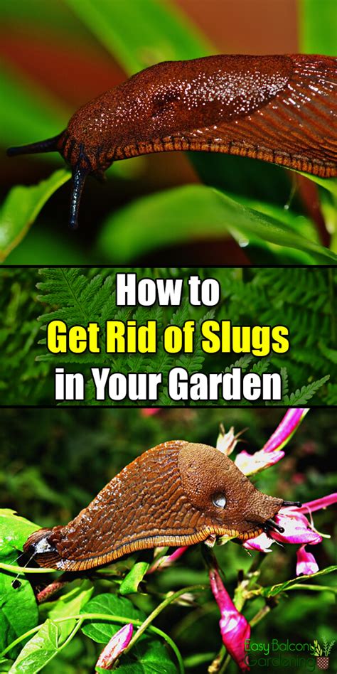 How To Get Rid Of Slugs In Your Garden Fasci Garden