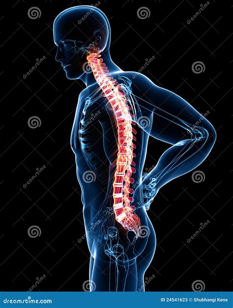 Male Spine Pain Anatomy In Blue Stock Illustration Illustration Of