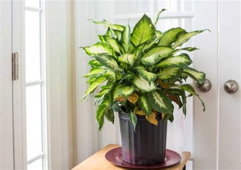 34 Poisonous Houseplants For Dogs Plants Toxic To Dogs Balcony