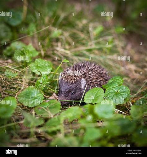 Baby European Hedgehog (Erinaceus europaeus) in grass Stock Photo - Alamy