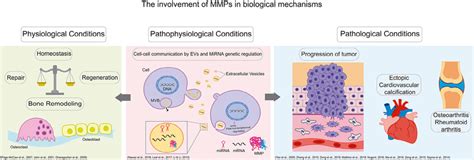 Matrix Metalloproteinases Are Involved In Several Biological Download Scientific Diagram