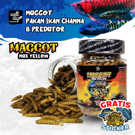 Jual Maggot Kering Yellow Pakan Ikan Channa MORE YELLOW 30g Shopee