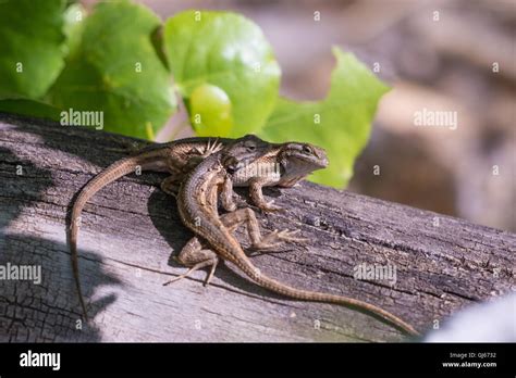 Courting Southwestern Fence Lizards Sceloporus Cowlesi Rio Grande