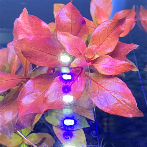 6 Premium Red Plants Assorted 30stems Live Aquarium Red Etsy