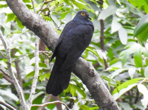 Black Cuckoo Dove Ebird