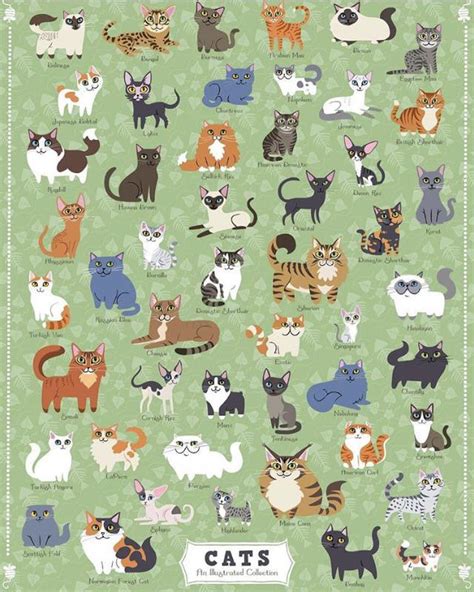 A Cat Chart For All Sorts Of Breeds Of Cats R Coolguides