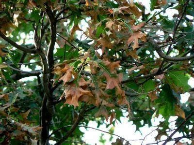 Bacterial Leaf Scorch - Austin Tree Surgeons