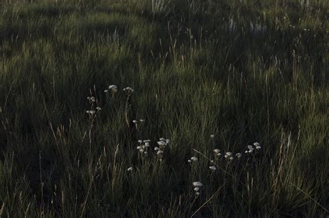 Meet The People Saving Canadas Native Grasslands The Narwhal