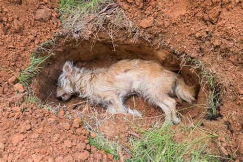 Chien mort dans la tombe image stock Image du décomposition 42422991