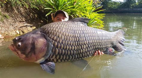 Giant Siamese carp (Catlocarpio Siamensis) - Dreamlake Fishing Thailand