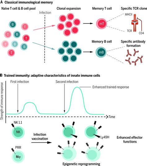 Trained Immunity A Program Of Innate Immune Memory In Health And