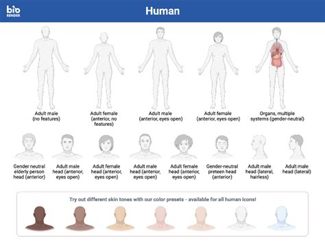 Icon Pack Human BioRender Science Templates