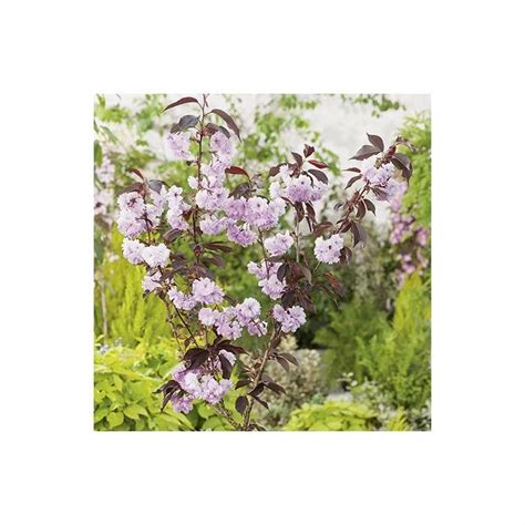 Shop The Best Gifts Prunus Serrulata Royal Burgundy Cherry Blossom