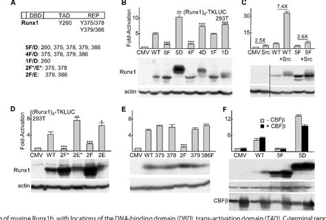 Figure 1 From Runx1 Phosphorylation By Src Increases Trans Activation